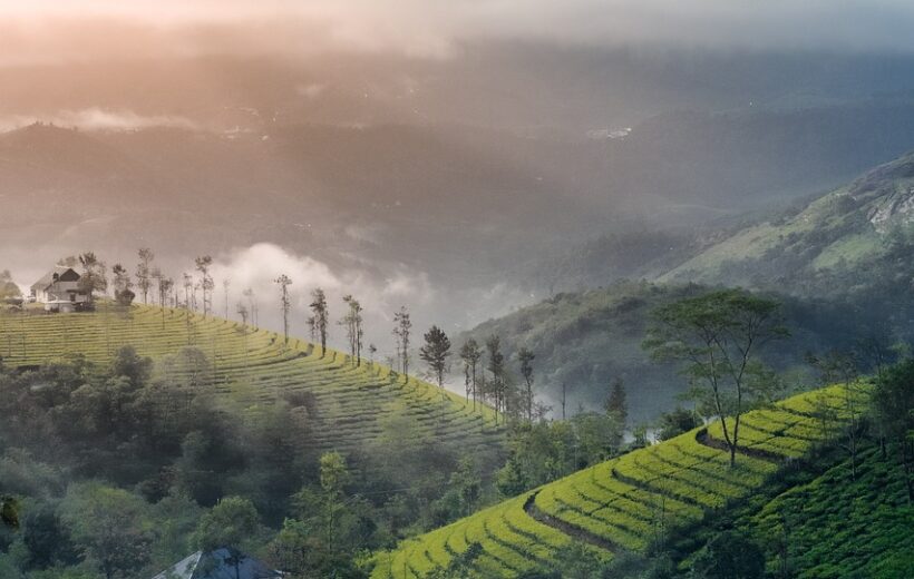 Serenity Of Kerala: Munnar And Alleppey Experience – 3N/4D